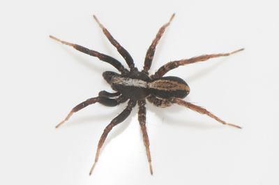 Haverdal Halland 20.5-22 adult male
