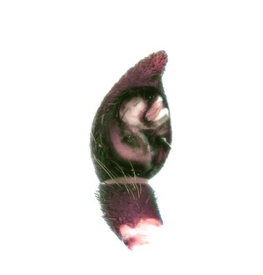 Haverdal Halland 20.5-22 palp adult male