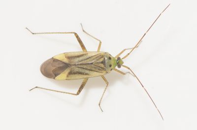 Adelphocoris quadripunctatus