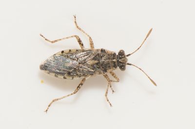 Brachycarenus tigrinus  6,6 mm