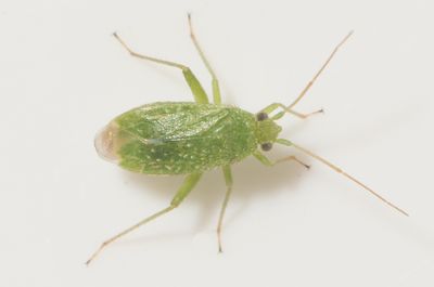 Orthotylus flavosparsus 3,4 mm