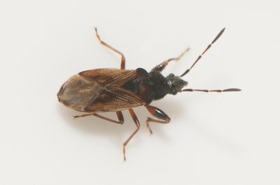 Pachybrachius luridus