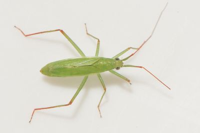 Teratocoris paludum