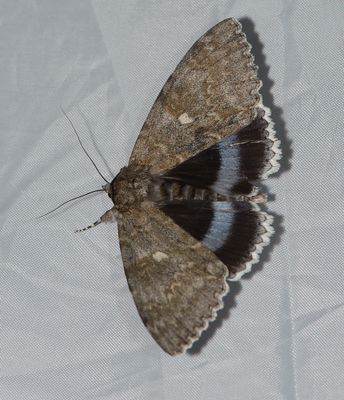 Noctuidae ( Nattflyn )