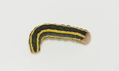 Ceramica pisi ( Ärtfly )