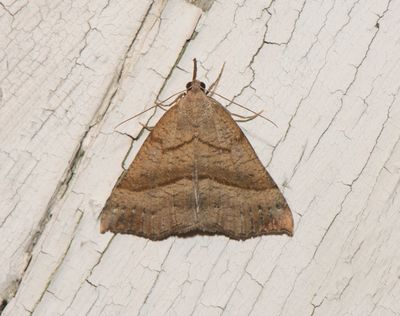 Hypena proboscidalis ( Brunstreckat nbbfly )