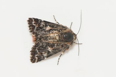 Anarta myrtilli ( Ljunghedfly )