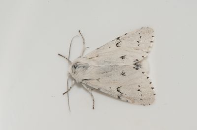 Acronicta leporina ( Vitt aftonfly )