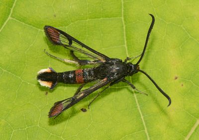 Synanthedon formicaeformis ( Myrlik glasvinge )