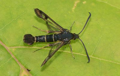 Synanthedon tipuliformis ( Vinbrsglasvinge )