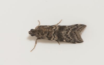 Dioryctria abietella ( Grankottsmott )