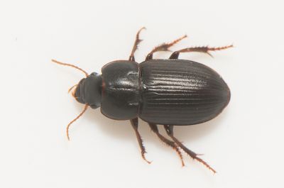 Harpalus picipennis ( Knubbfrlpare )  6,8-7 mm