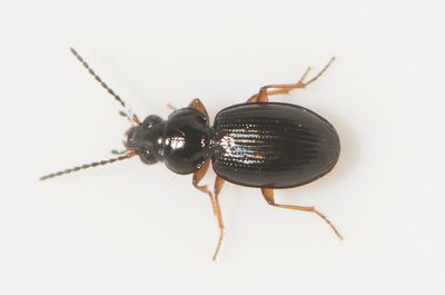 Bembidion mannerheimii ( Lvkvicklpare ) 3,2 mm