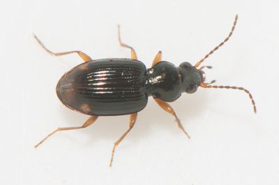 Bembidion assimile ( Bl strandlpare )