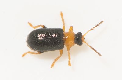 Zeugophora flavicollis  3,8 mm.