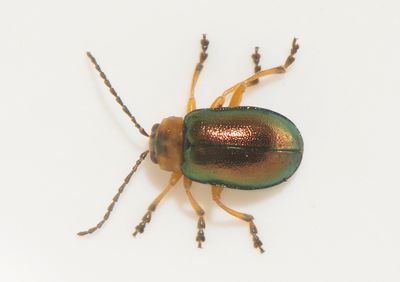 Sermylassa halensis ( Mrebagge )