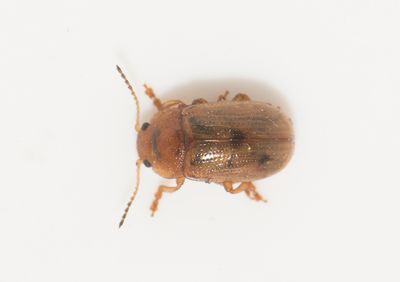 Gonioctena quinquepunctata ( Hggbagge )  6 mm