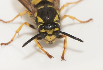 Varberg Halland 9.5-23 female