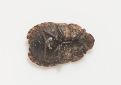 Bjrkehult Halland 2.5-23