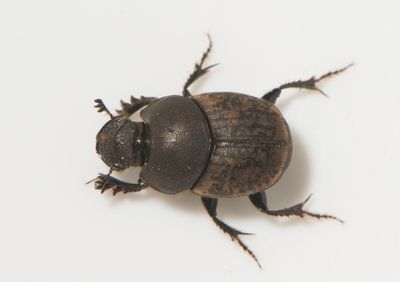 Onthophagus fracticornis ( Krokhorndyvel )  8,8 mm