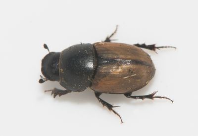 Aphodius erraticus ( Slt dyngbagge )  8,5 mm