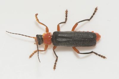 Cantharis pellucida