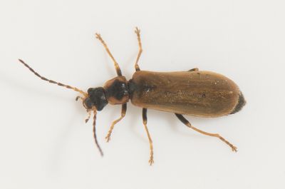 Rhagonycha nigriventris  5,8-6,2 mm