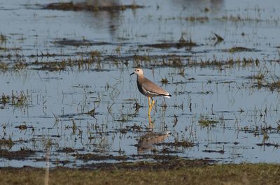 white tailed plover ( Sumpvipa )