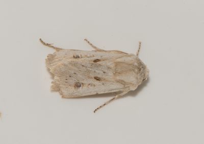 Agrotis ripae ( Havsstrandsjordfly )