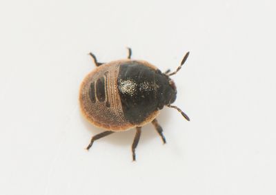 Eurygaster maura ( Torrgräsbärfis )