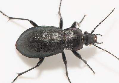 Carabus arcensis ( Tallhedlpare )