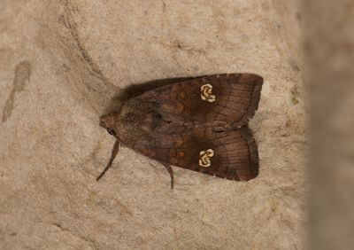 Amphipoea oculea ( Rdbrunt stamfly )