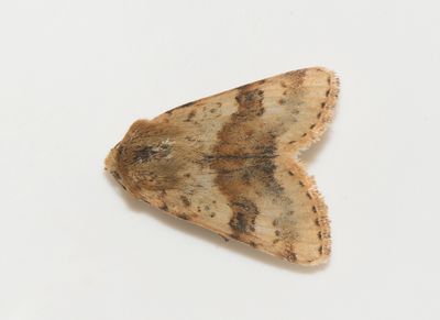 Heliothis viriplaca ( Kardvddsknlfly )