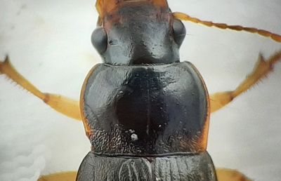 Harpalus griseus ( Sammetsfrlpare )