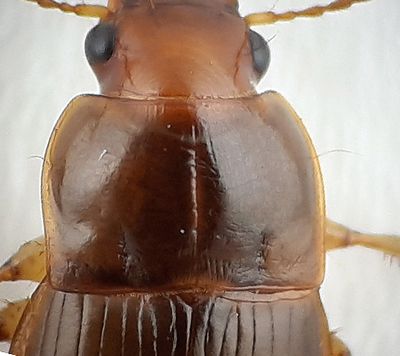 Harpalus autumnalis ( Hstfrlpare )