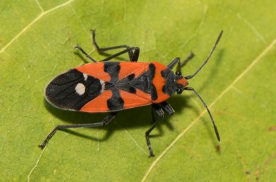 Lygaeus equestris ( Riddarskinnbagge )