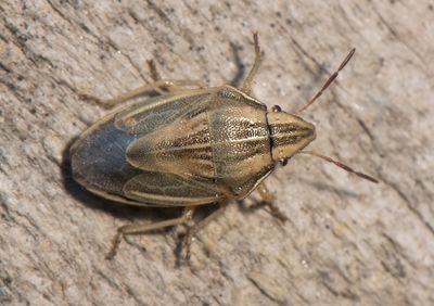 Aelia acuminata ( Mindre spetsnsa )