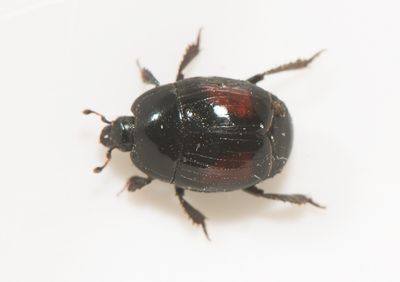 Margarinotus purpurascens ( flckstumpbagge )