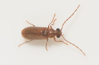 Ernobius abietinus