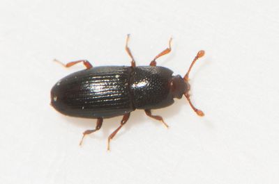 Cerylonidae ( Gngbaggar )
