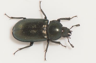 Tjrby Halland 8.5-22 female