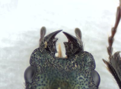 Tjrby Halland 8.5-22 female