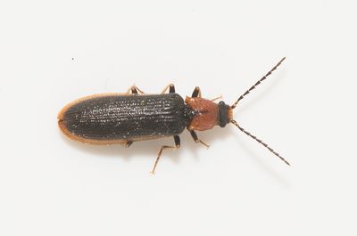 Denticollis  linearis