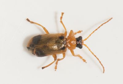 Phyllobrotica quadrimaculata ( Frossrtbladbagge )