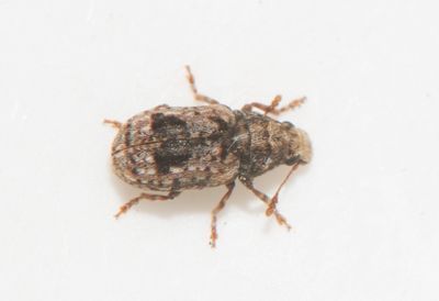 Pseudeuparius sepicola