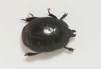 Hister unicolor ( Storstumpbagge )