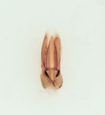 Obbhult Halland 27.6-23 male  2,6 mm