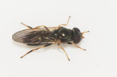 Cheilosia pagana ( Hundkxblomfluga )  8 mm