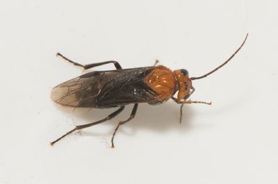 Hemichroa australis