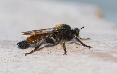 Laphria flava